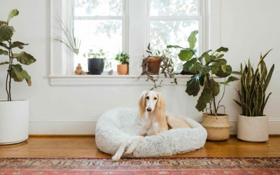 how to incorporate pet-friendly decor into your home